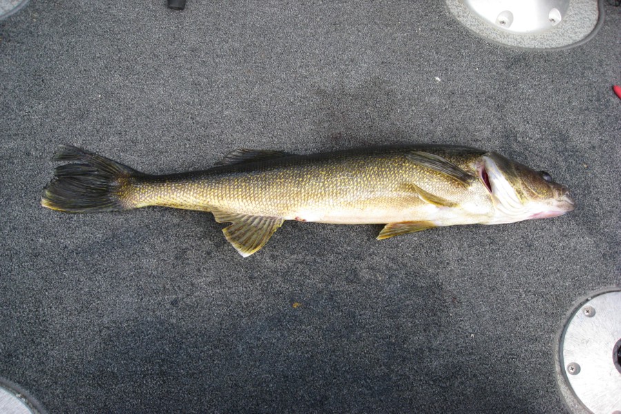 ../image/day 7 julie 30 inch walleye 1.jpg